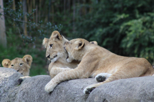 Zoo Leipzig