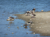 Massives Fischsterben im Auensee: Eine Umweltkatastrophe in Leipzig  Â 