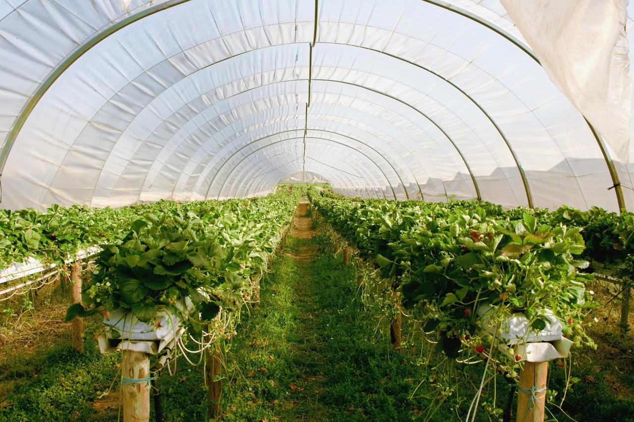 Tomaten FoliengewÃ¤chshaus