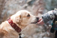 Die Rolle von Beruhigungsmitteln fÃ¼r Hunde in stressigen Situationen