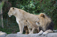 Verlust zweier Raubkatzen im Zoo Leipzig - LÃ¶we Themba und Gepardin Tariro verstorben