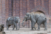 Zoo Leipzig schlieÃt Streichelgehege wegen Maul- und Klauenseuche